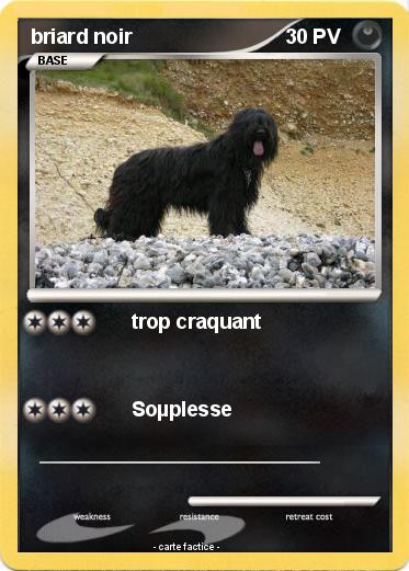 Pokemon briard noir