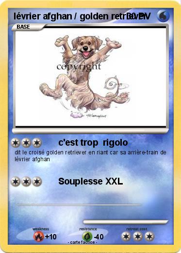 Pokemon lévrier afghan / golden retriever