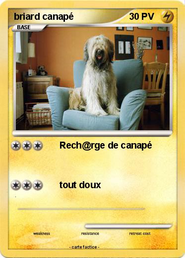 Pokemon briard canapé