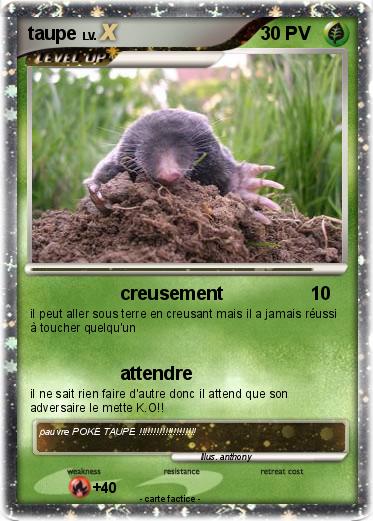Pokemon taupe