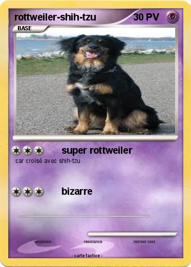 Pokemon rottweiler-shih-tzu