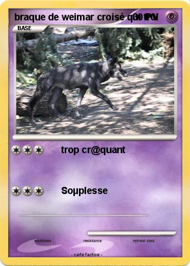 Pokemon braque de weimar croisé qui tr0l