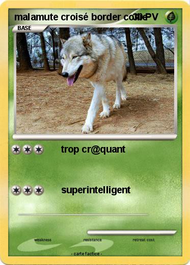 Pokemon malamute croisé border collie