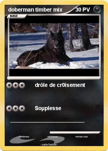 Pokemon doberman timber mix