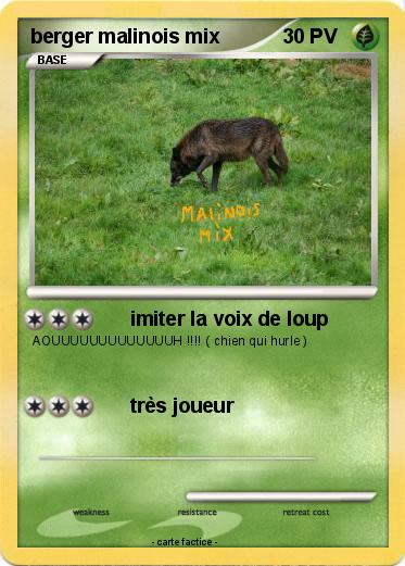 Pokemon berger malinois mix