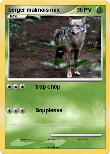 Pokemon berger malinois mix