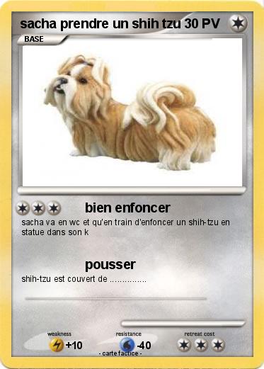 Pokemon sacha prendre un shih tzu