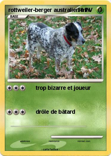Pokemon rottweiler-berger australien mix