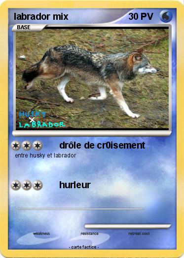 Pokemon labrador mix