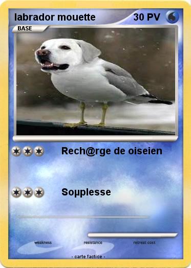 Pokemon labrador mouette