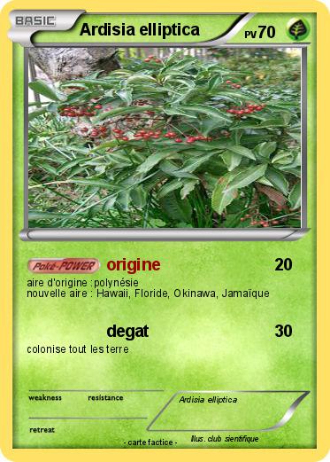 Pokemon Ardisia elliptica
