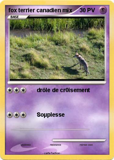 Pokemon fox terrier canadien mix