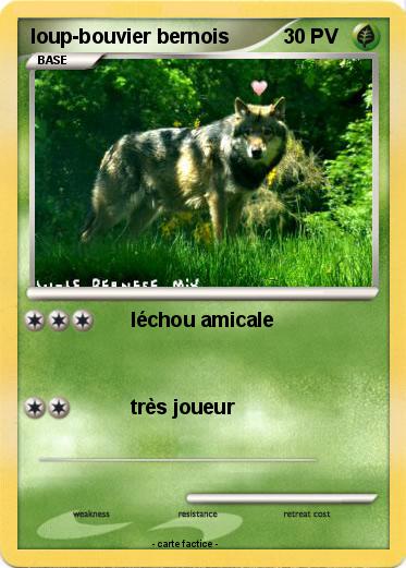 Pokemon loup-bouvier bernois