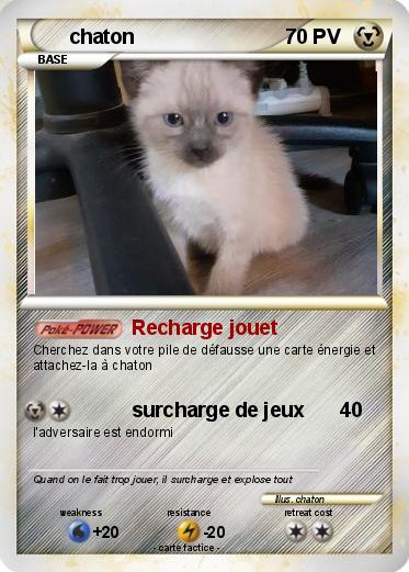 Pokemon chaton