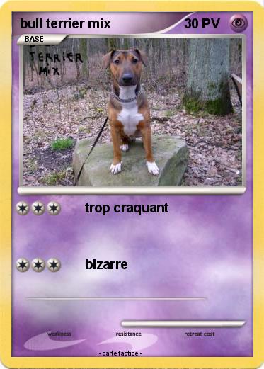Pokemon bull terrier mix