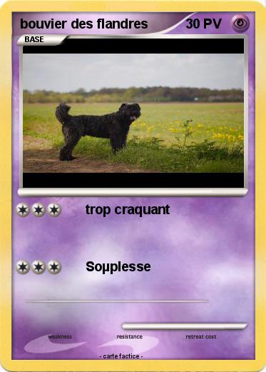 Pokemon bouvier des flandres