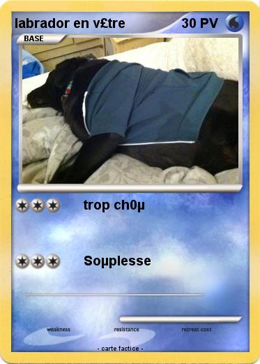 Pokemon labrador en v£tre