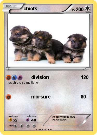 Pokemon chiots