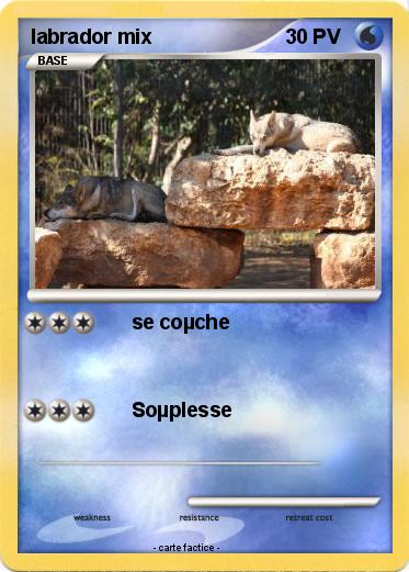 Pokemon labrador mix