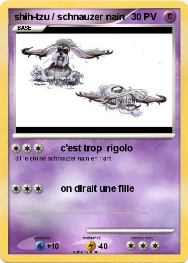 Pokemon shih-tzu / schnauzer nain