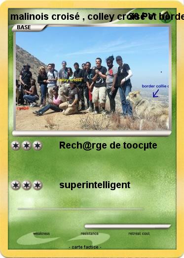 Pokemon malinois croisé , colley croisé et border collie croisé