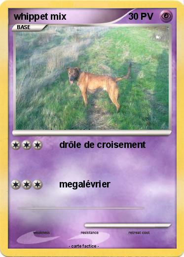 Pokemon whippet mix