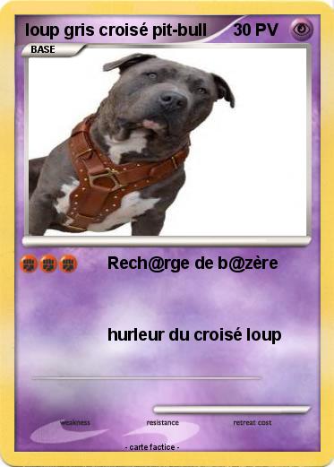 Pokemon loup gris croisé pit-bull