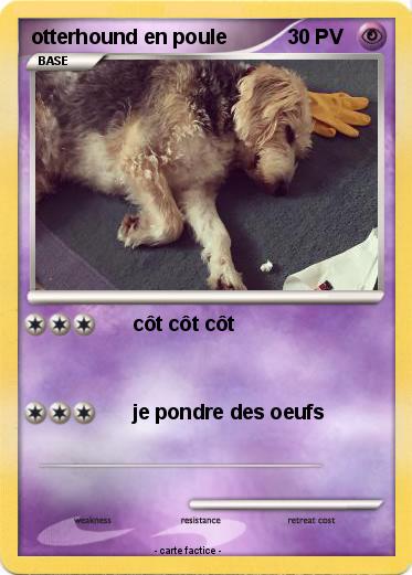 Pokemon otterhound en poule