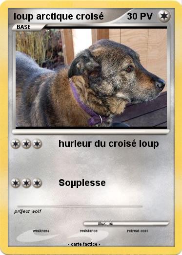 Pokemon loup arctique croisé
