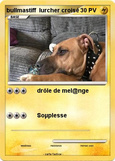 Pokemon bullmastiff  lurcher croisé