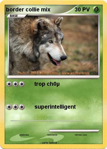 Pokemon border collie mix