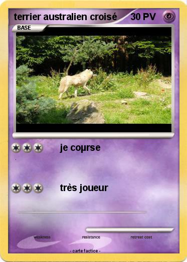 Pokemon terrier australien croisé