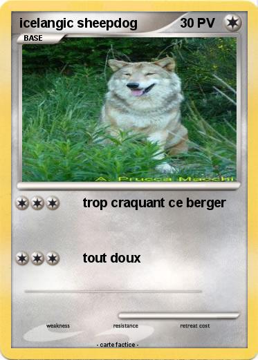 Pokemon icelangic sheepdog