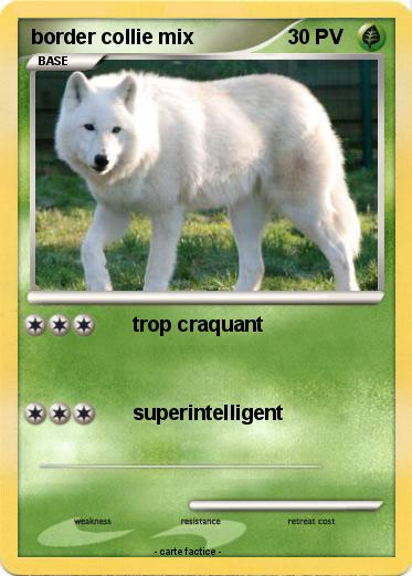 Pokemon border collie mix