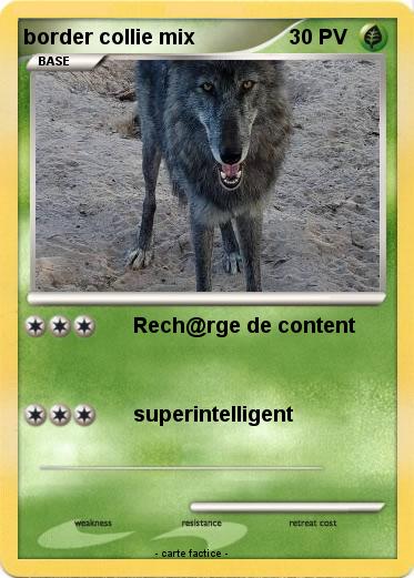Pokemon border collie mix