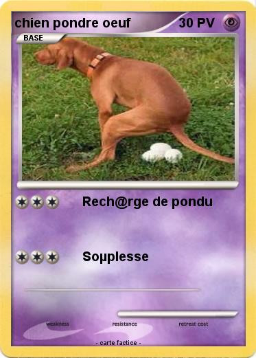 Pokemon chien pondre oeuf
