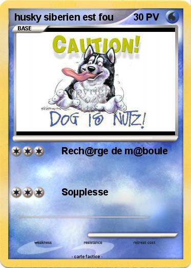 Pokemon husky siberien est fou