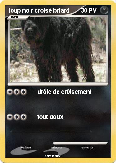 Pokemon loup noir croisé briard