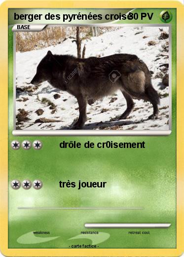 Pokemon berger des pyrénées croisé