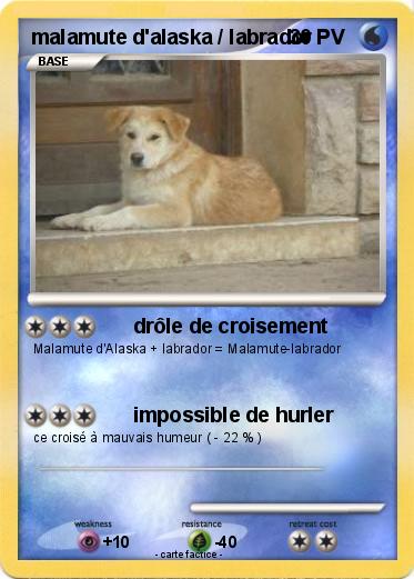 Pokemon malamute d'alaska / labrador
