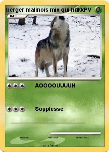 Pokemon berger malinois mix qui hurle