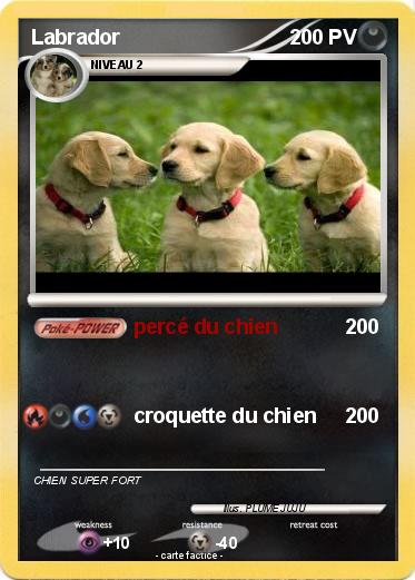 Pokemon Labrador