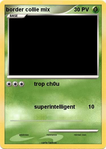 Pokemon border collie mix