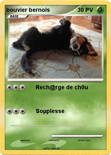 Pokemon bouvier bernois
