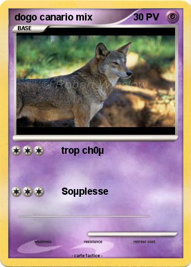 Pokemon dogo canario mix