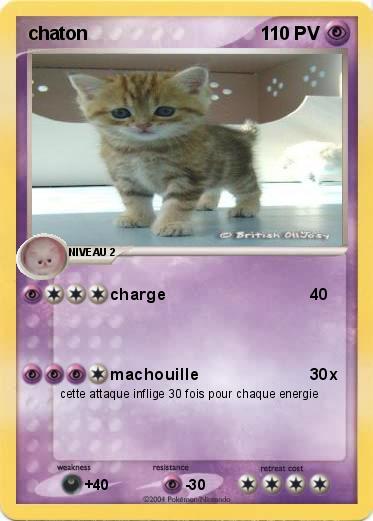 Pokemon chaton