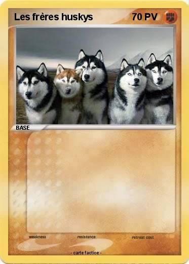 Pokemon Les frères huskys