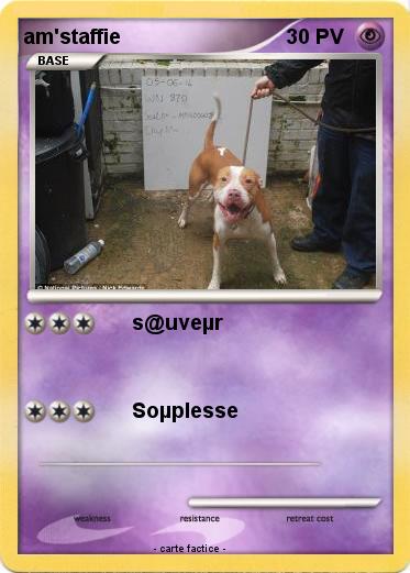 Pokemon am'staffie