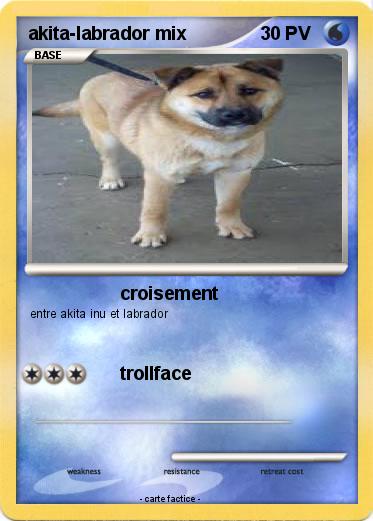 Pokemon akita-labrador mix