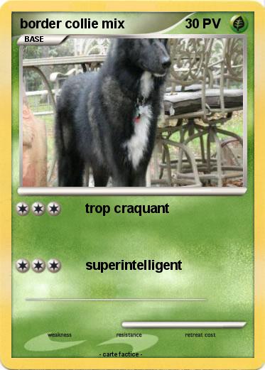 Pokemon border collie mix